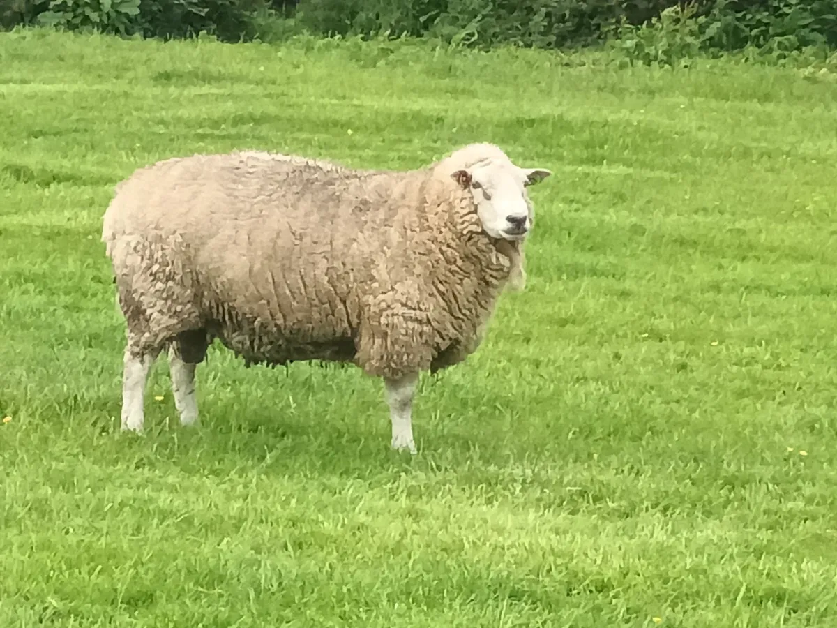 Ram - Belclare - Image 2