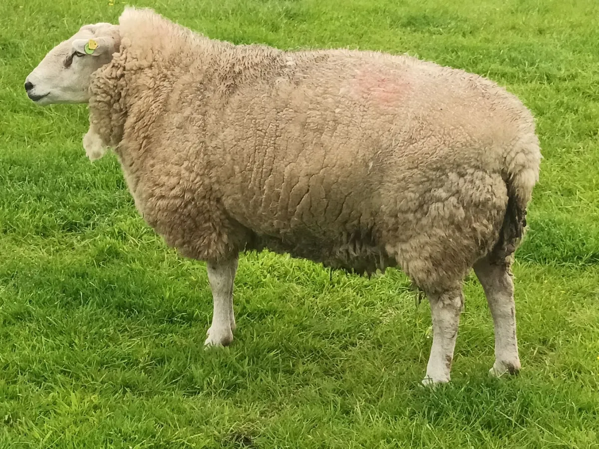 Ram - Belclare - Image 3