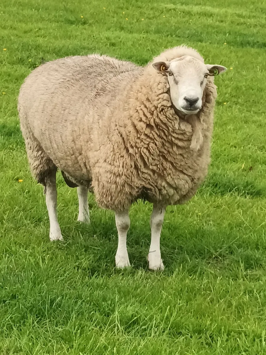 Ram - Belclare - Image 1