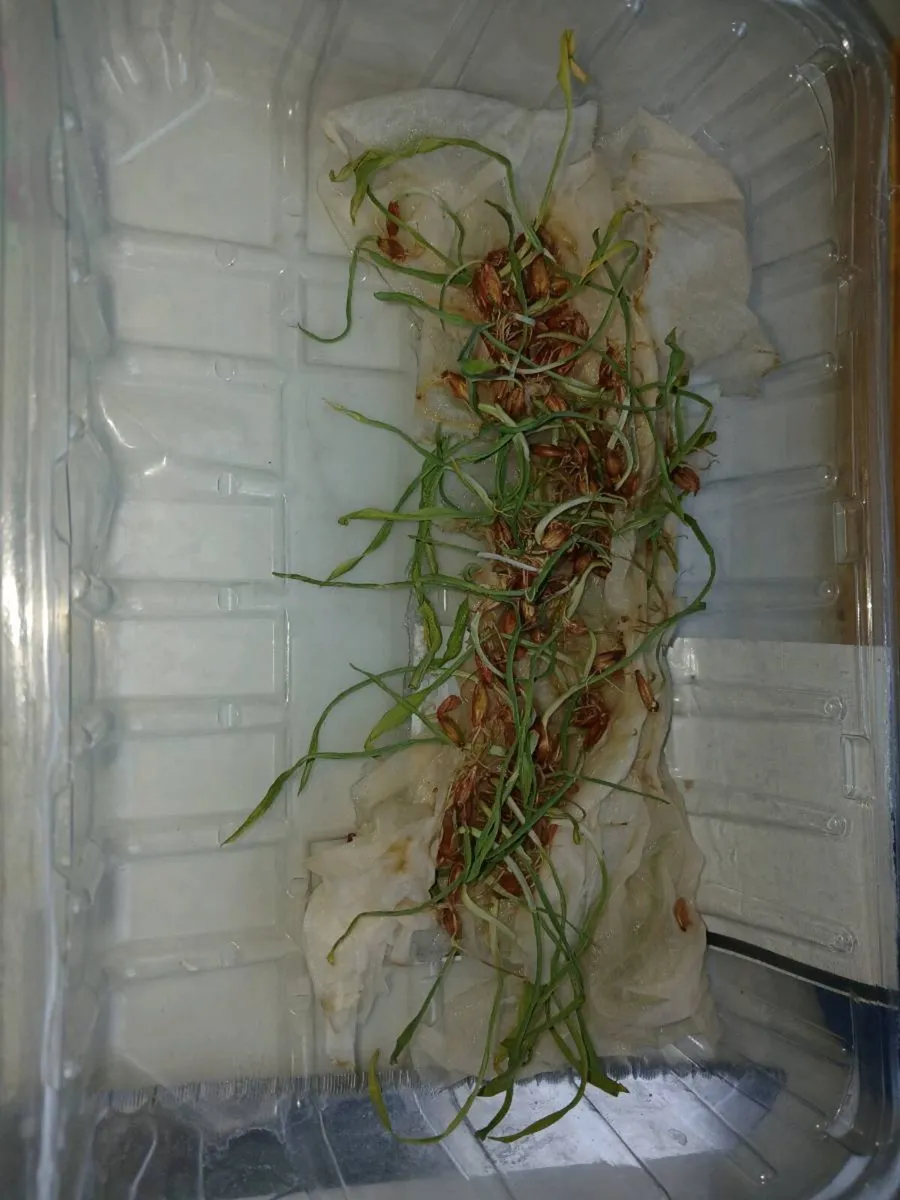 1 ton of certified winter barley seed - Image 1