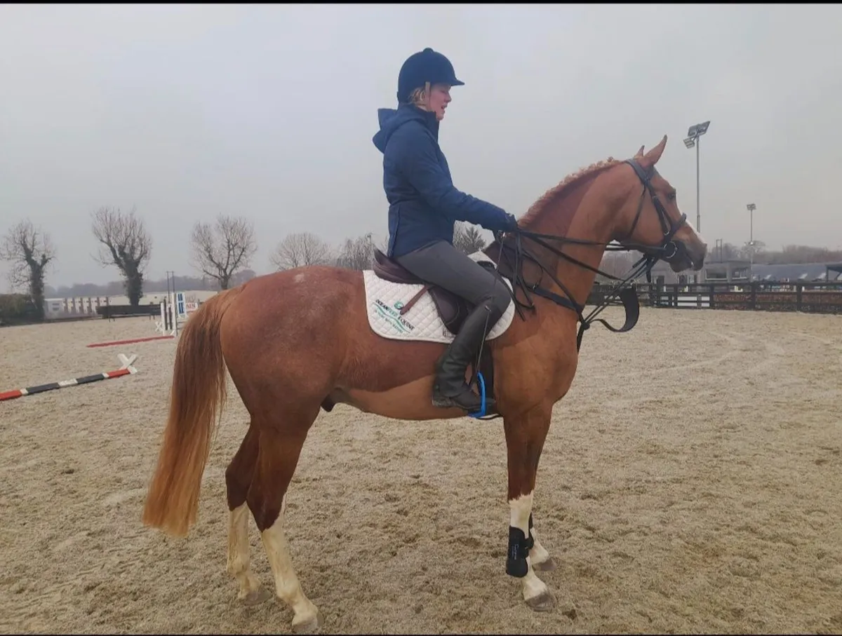 Stallion at stud - Image 1