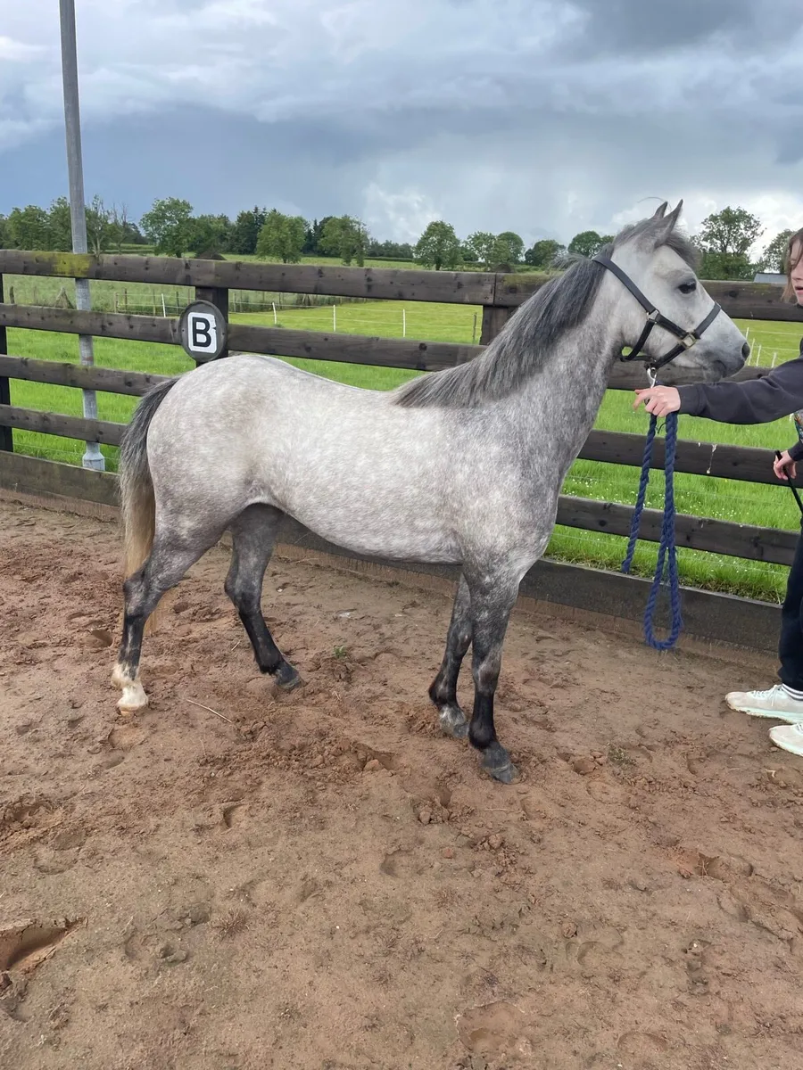 11.3hh 4yr old Welsh part bred - Image 2