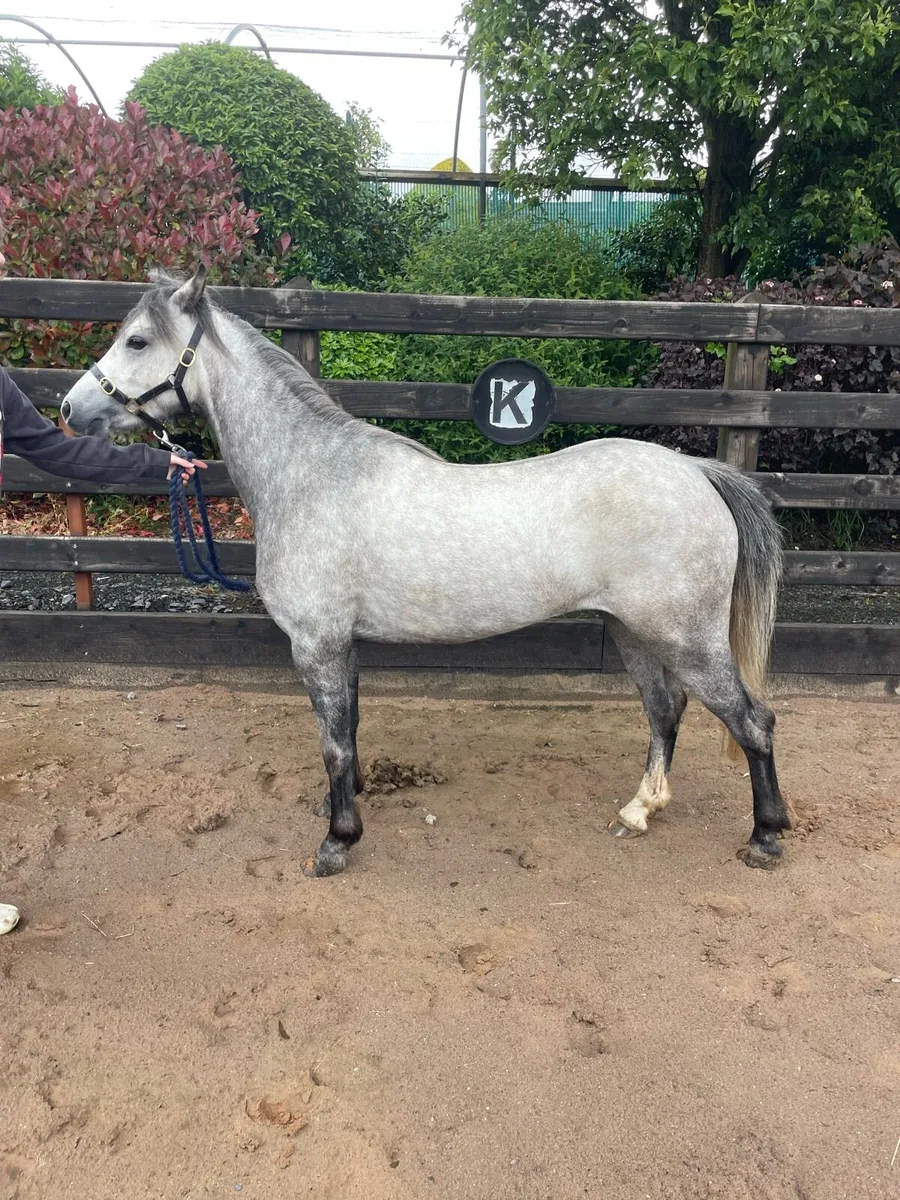 11.3hh 4yr old Welsh part bred - Image 3