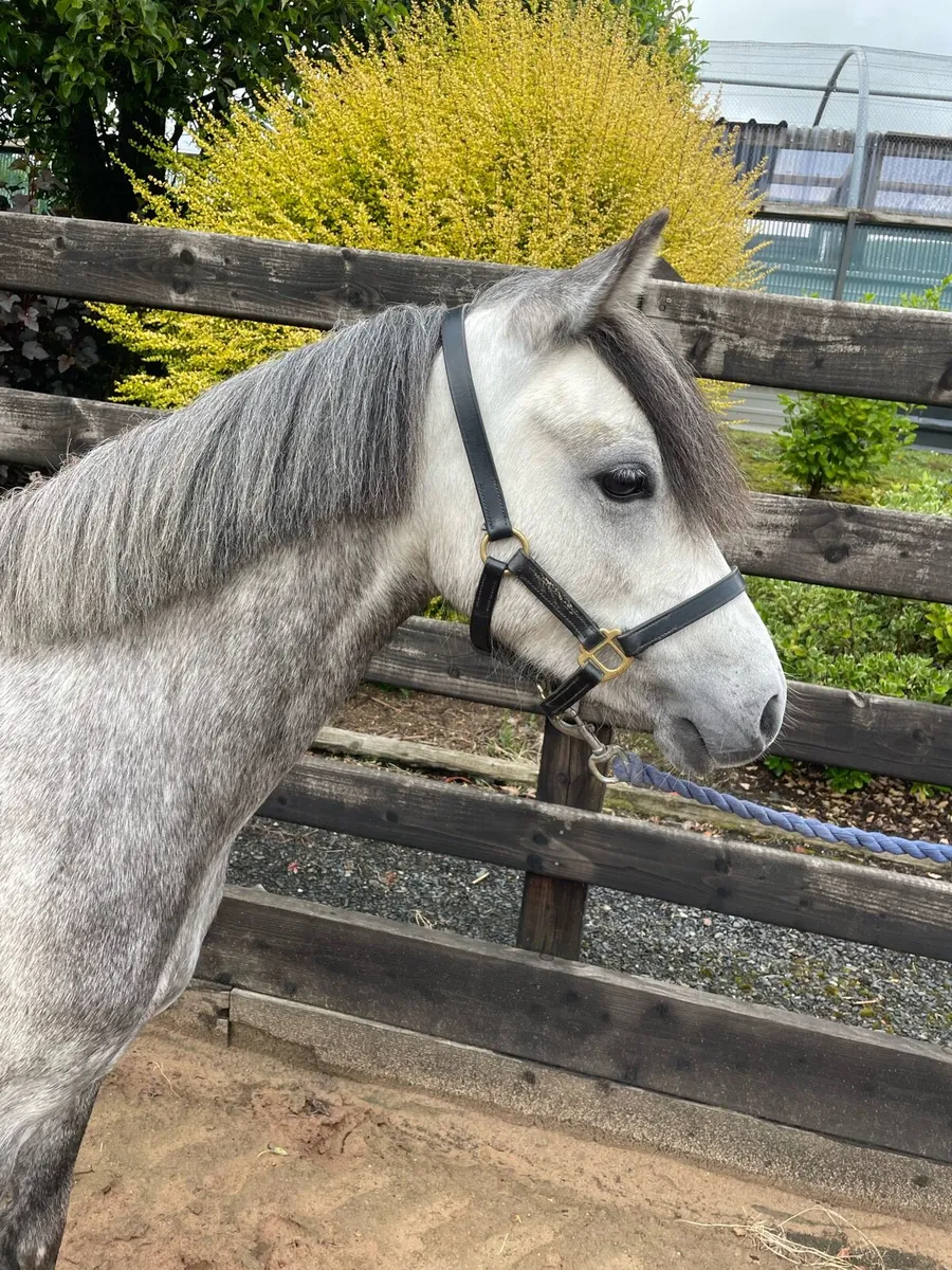 11.3hh 4yr old Welsh part bred - Image 1