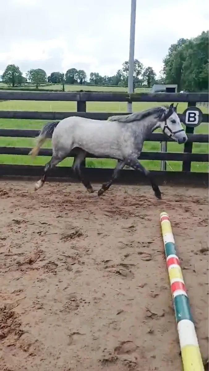 11.3hh 4yr old Welsh part bred - Image 4