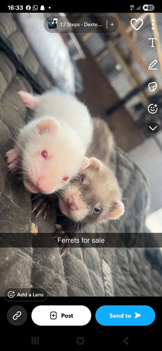 Ferrits