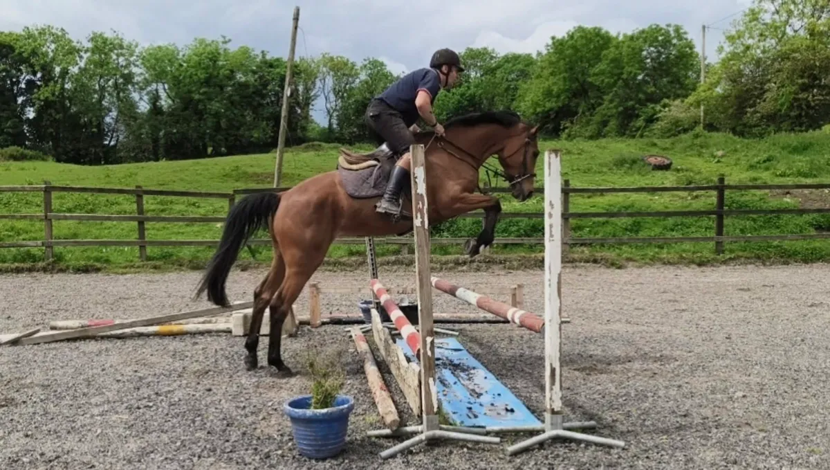 4 yr old by Vivant van de Heffinck - Image 1