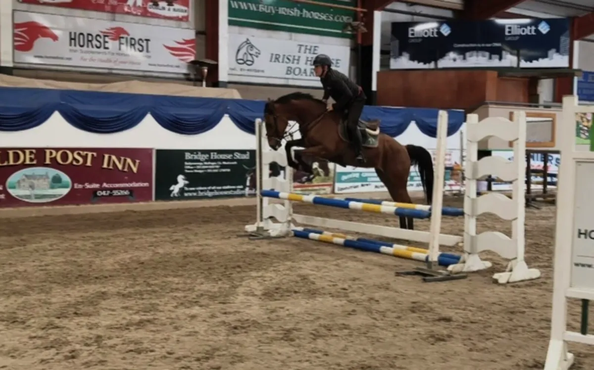 4 yr old by Vivant van de Heffinck - Image 3