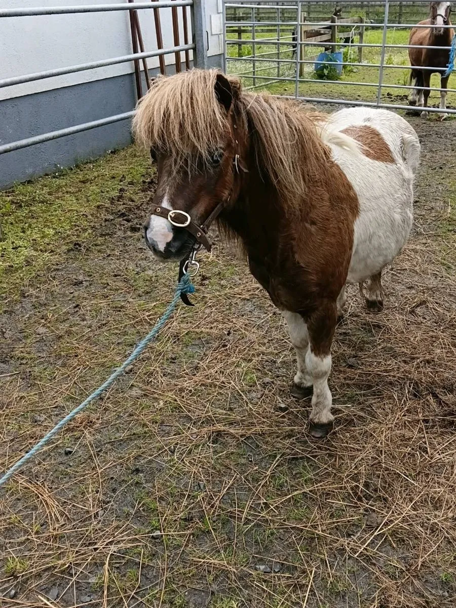 Pony - Image 2