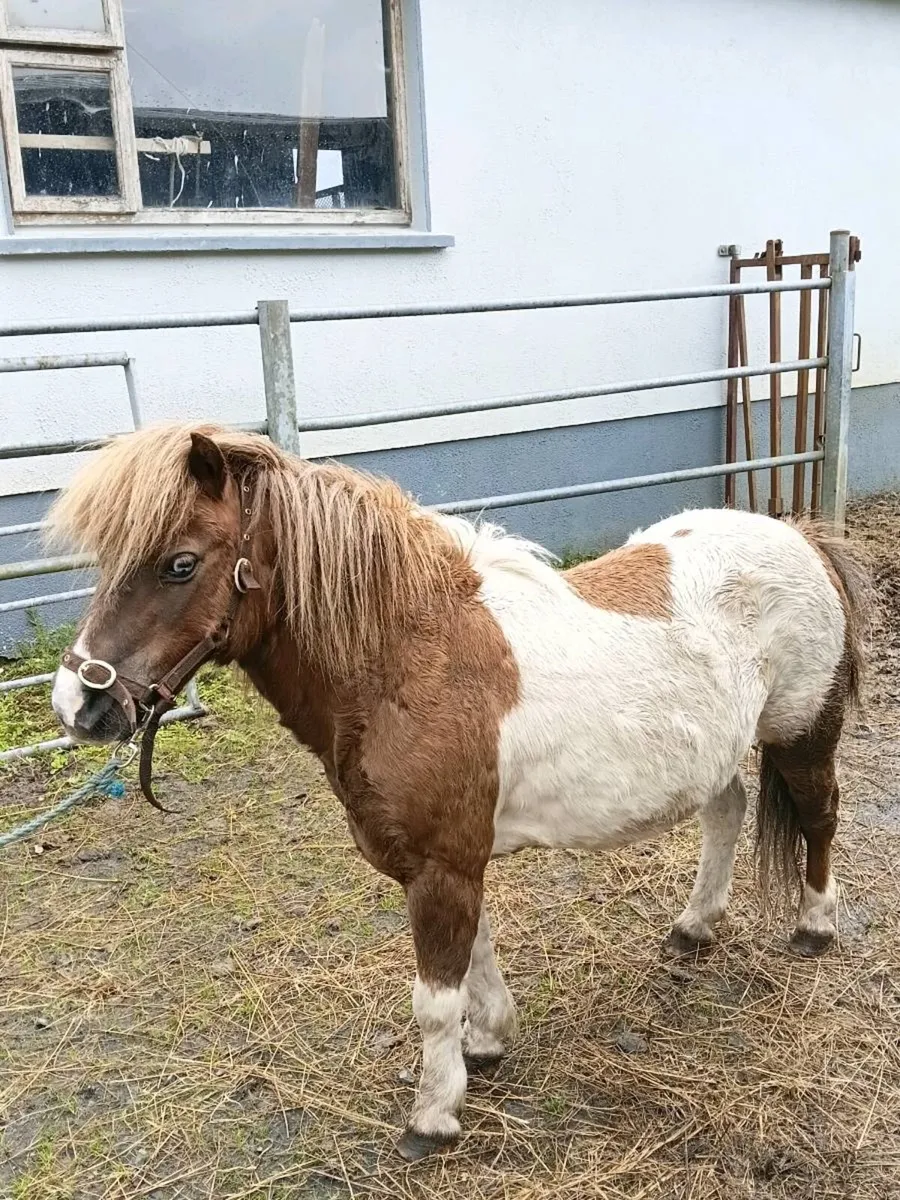 Pony - Image 3