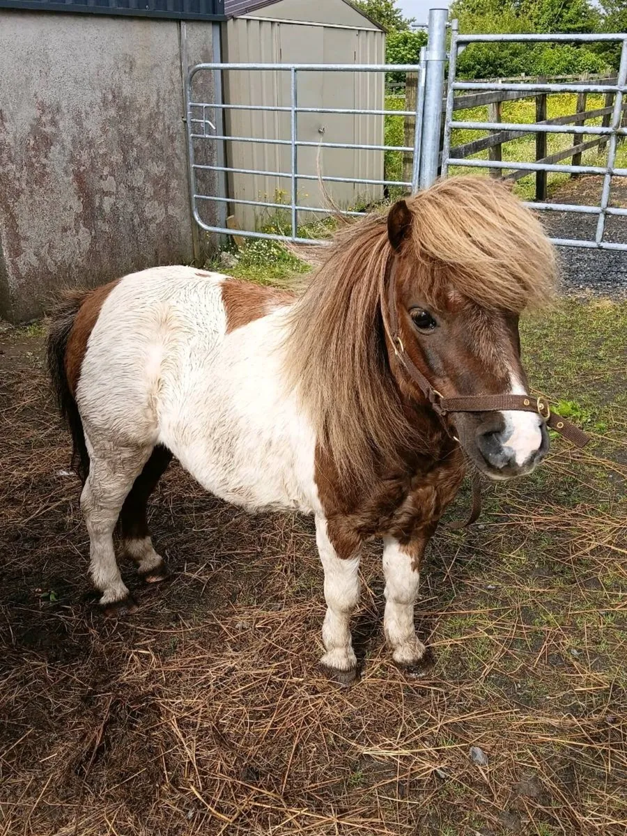 Pony - Image 1