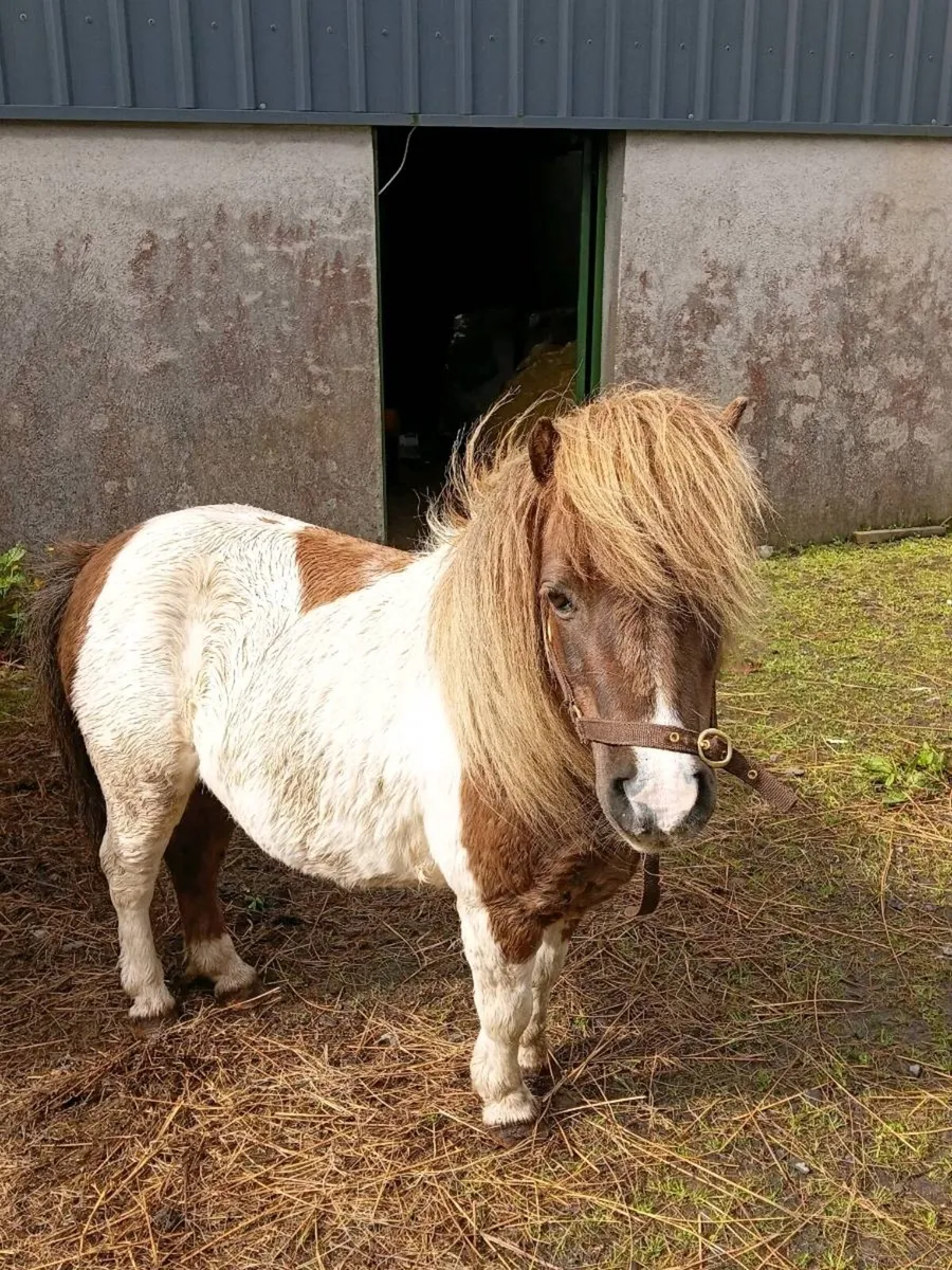 Pony - Image 4