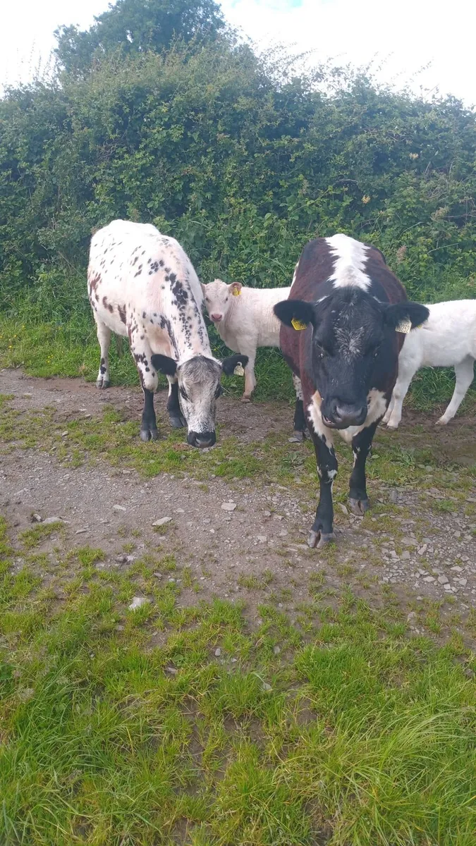 Cows - Image 1