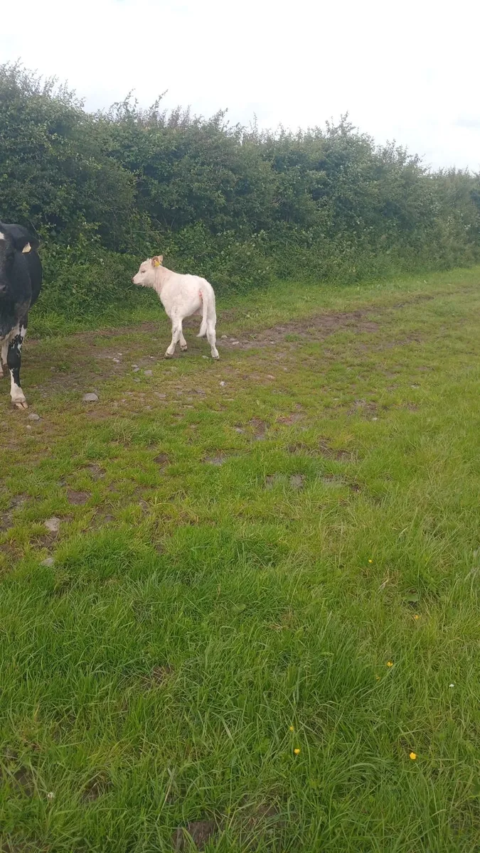 Cows - Image 2