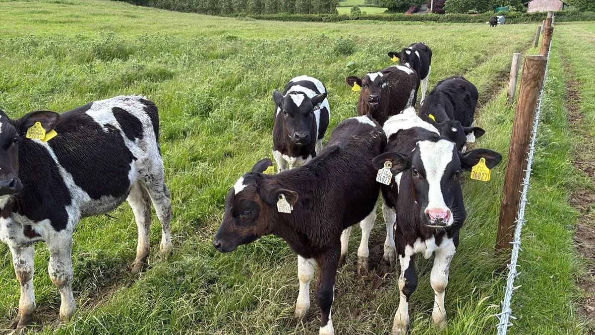60 super February born Frisian bulls - Image 1