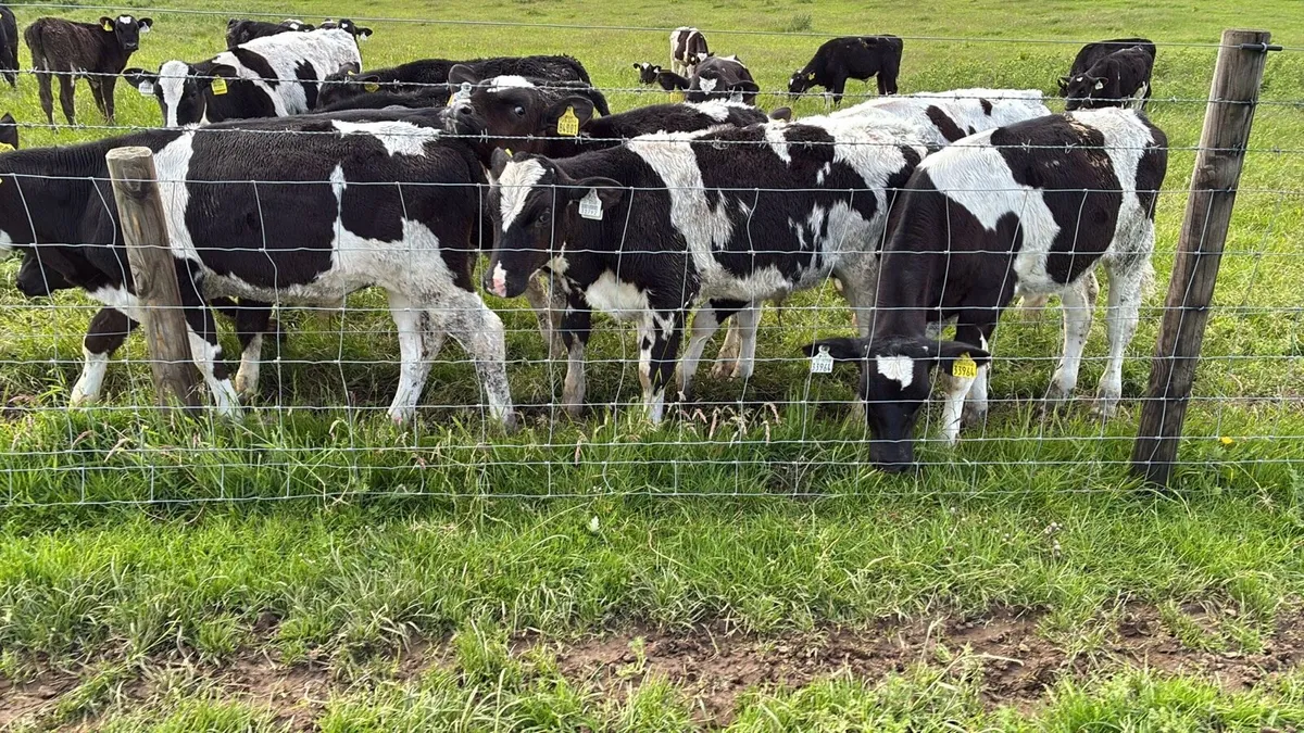 60 super February born Frisian bulls - Image 2