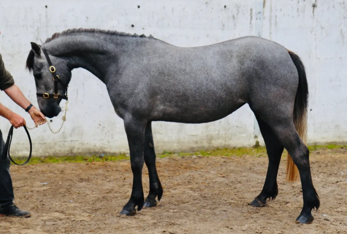 Class One Connemara Filly ready for breaking - Image 1