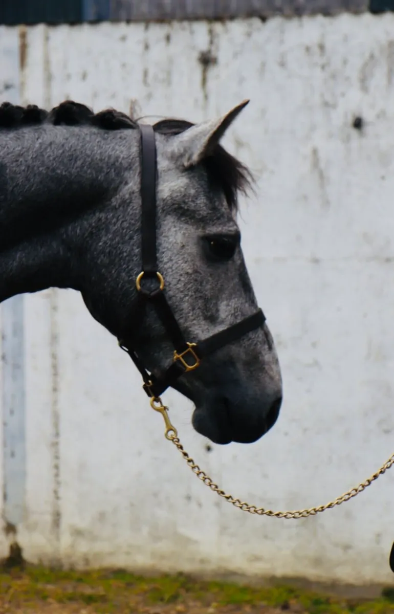 Class One Connemara Filly ready for breaking - Image 2