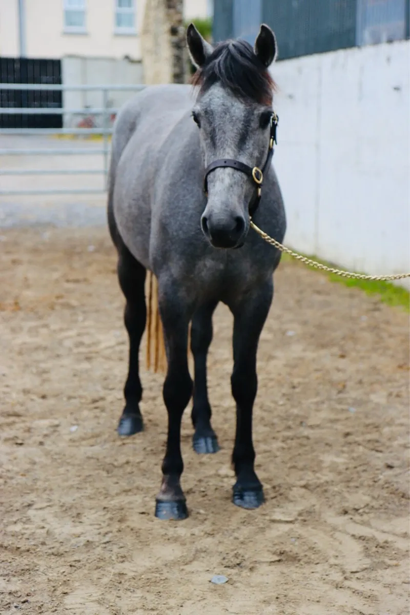Class One Connemara Filly ready for breaking - Image 3