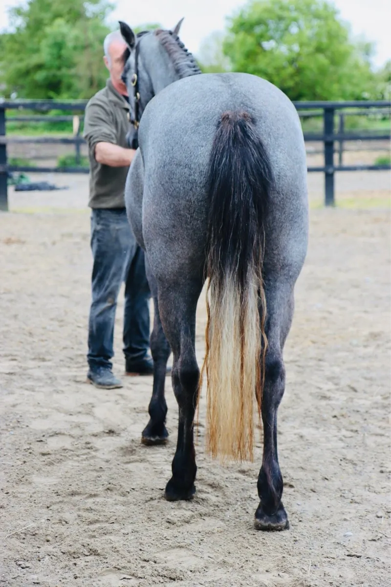 Class One Connemara Filly ready for breaking - Image 4