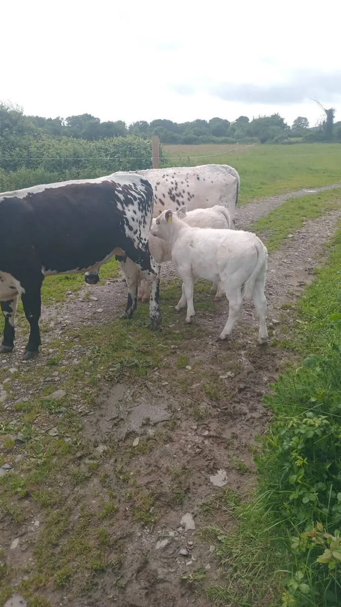 Cows - Image 4