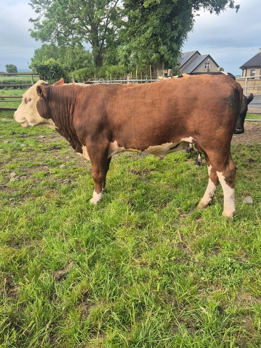HEREFORD BULL - Image 1