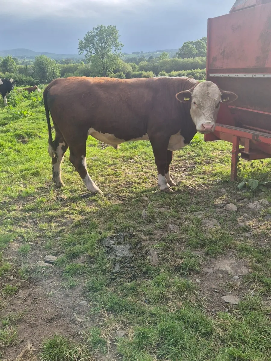 HEREFORD BULL - Image 3