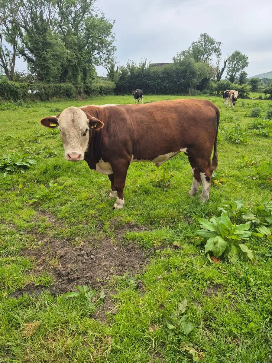 HEREFORD BULL - Image 2