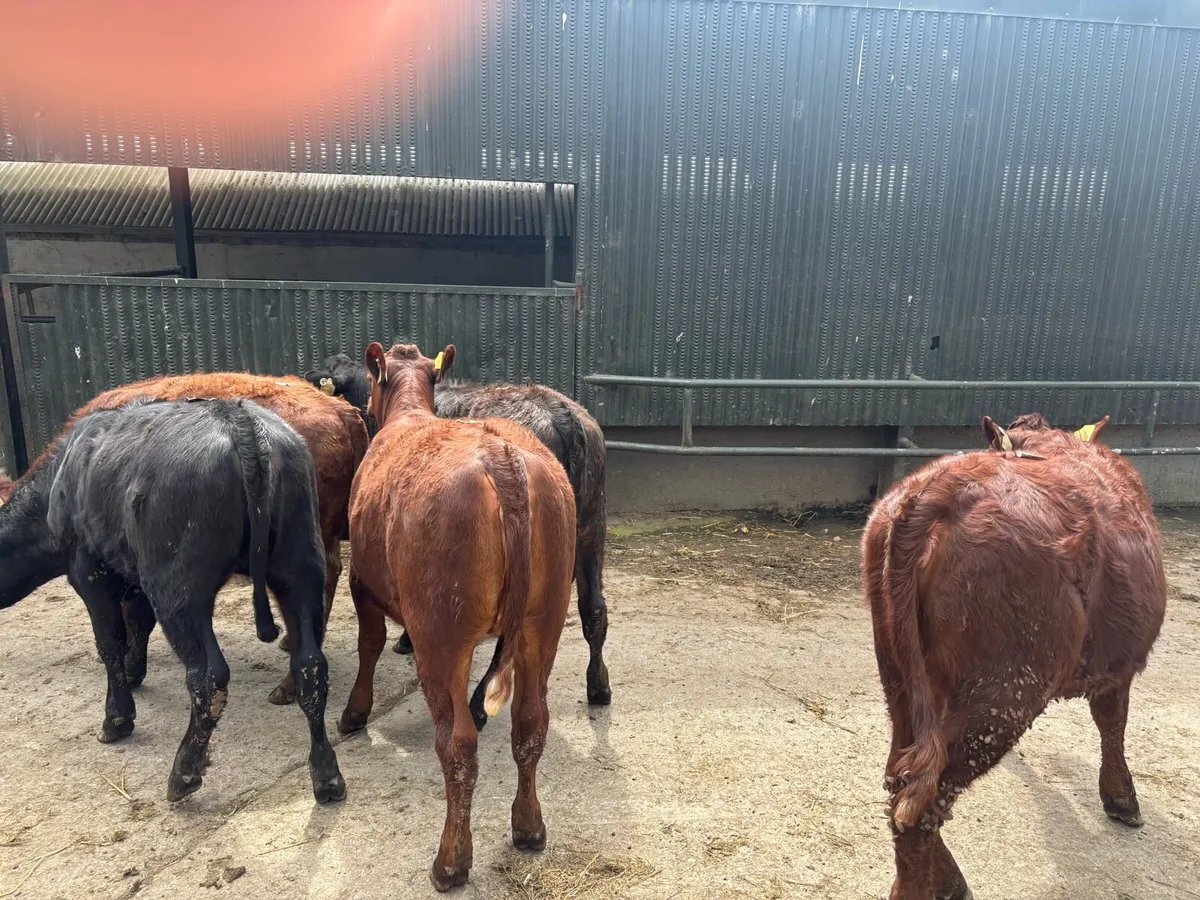 5 super 5 star Saler heifers - Image 2