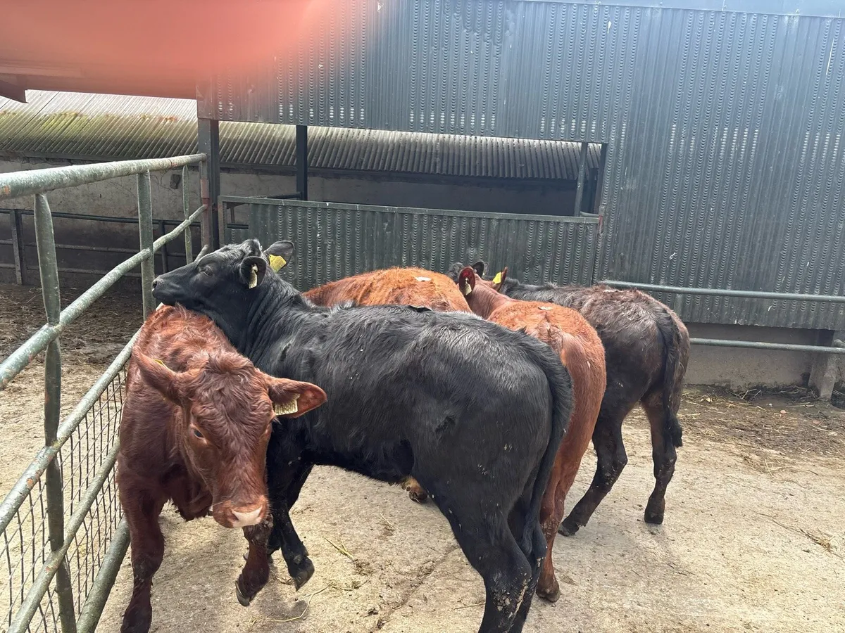 5 super 5 star Saler heifers - Image 3