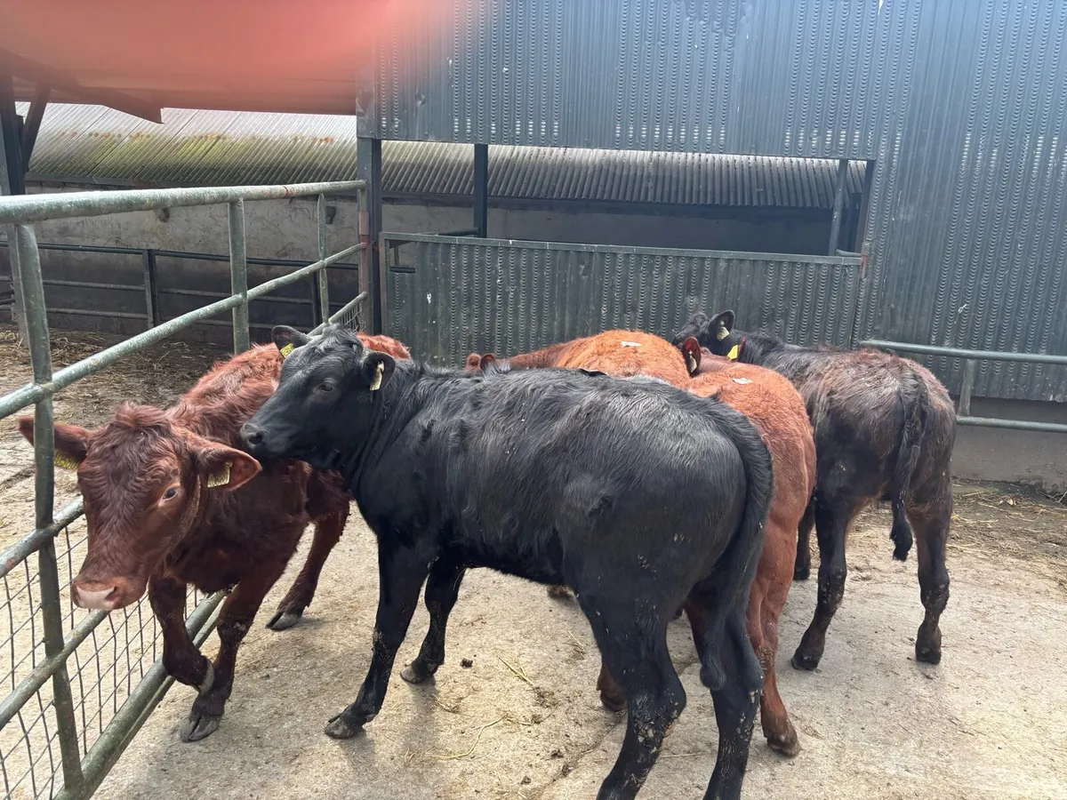 5 super 5 star Saler heifers - Image 4