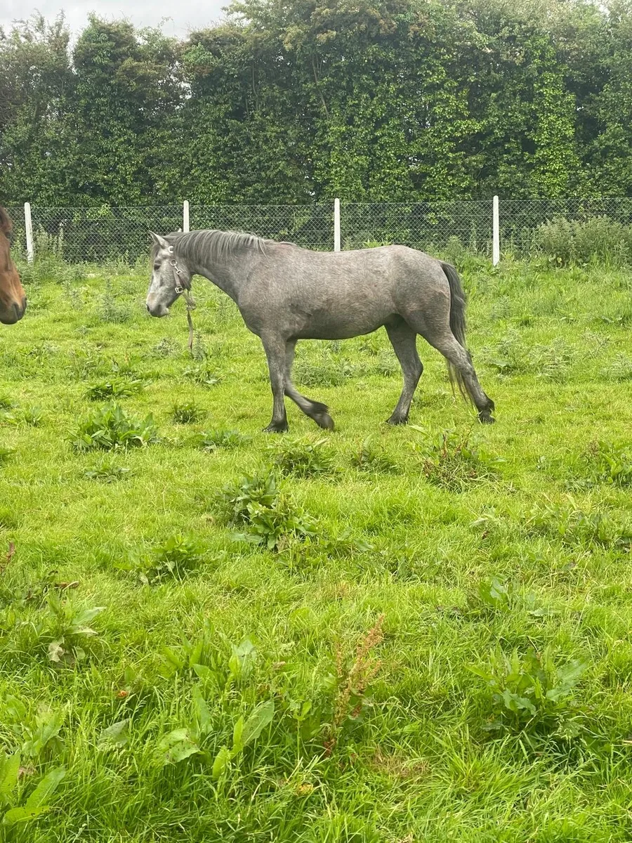 3 year old Connemara Gelding - Image 1