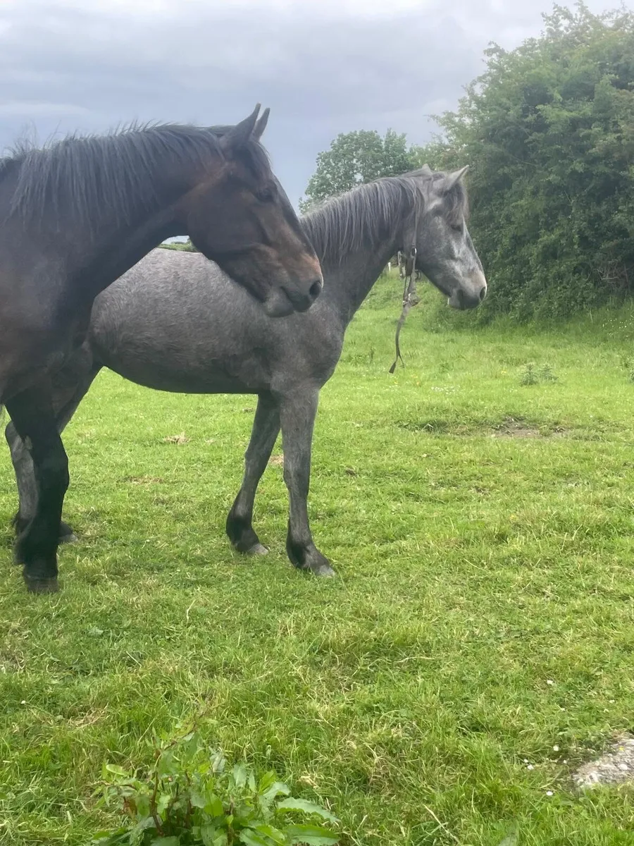 3 year old Connemara Gelding - Image 2