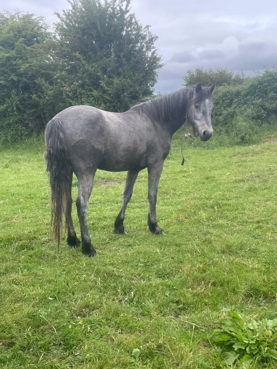 3 year old Connemara Gelding - Image 3
