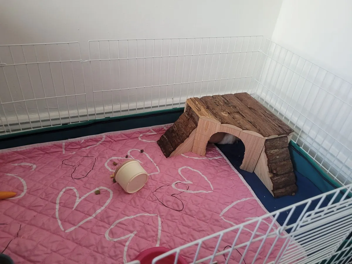 2 Female Guinea Pigs. - Image 2