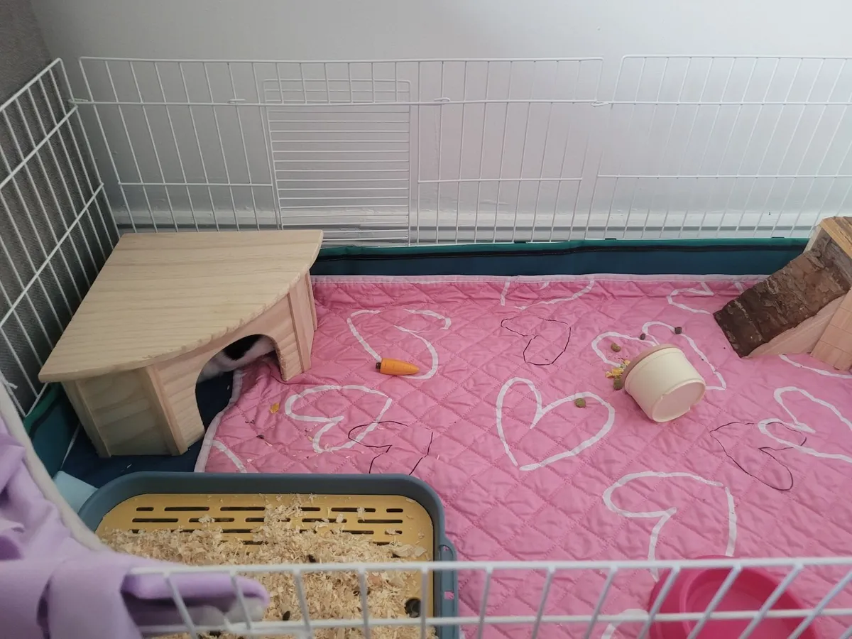 2 Female Guinea Pigs. - Image 3