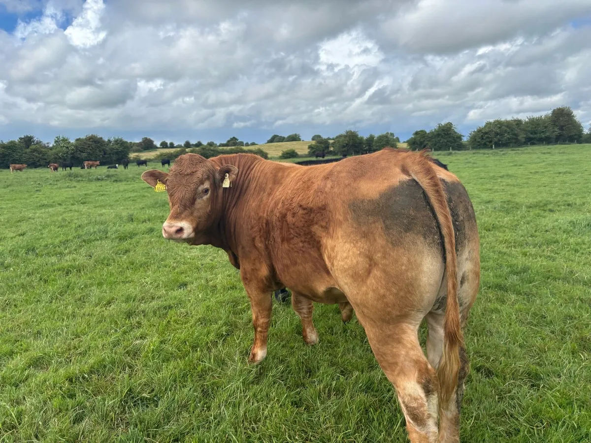 Super 5 star limousin bull - Image 1