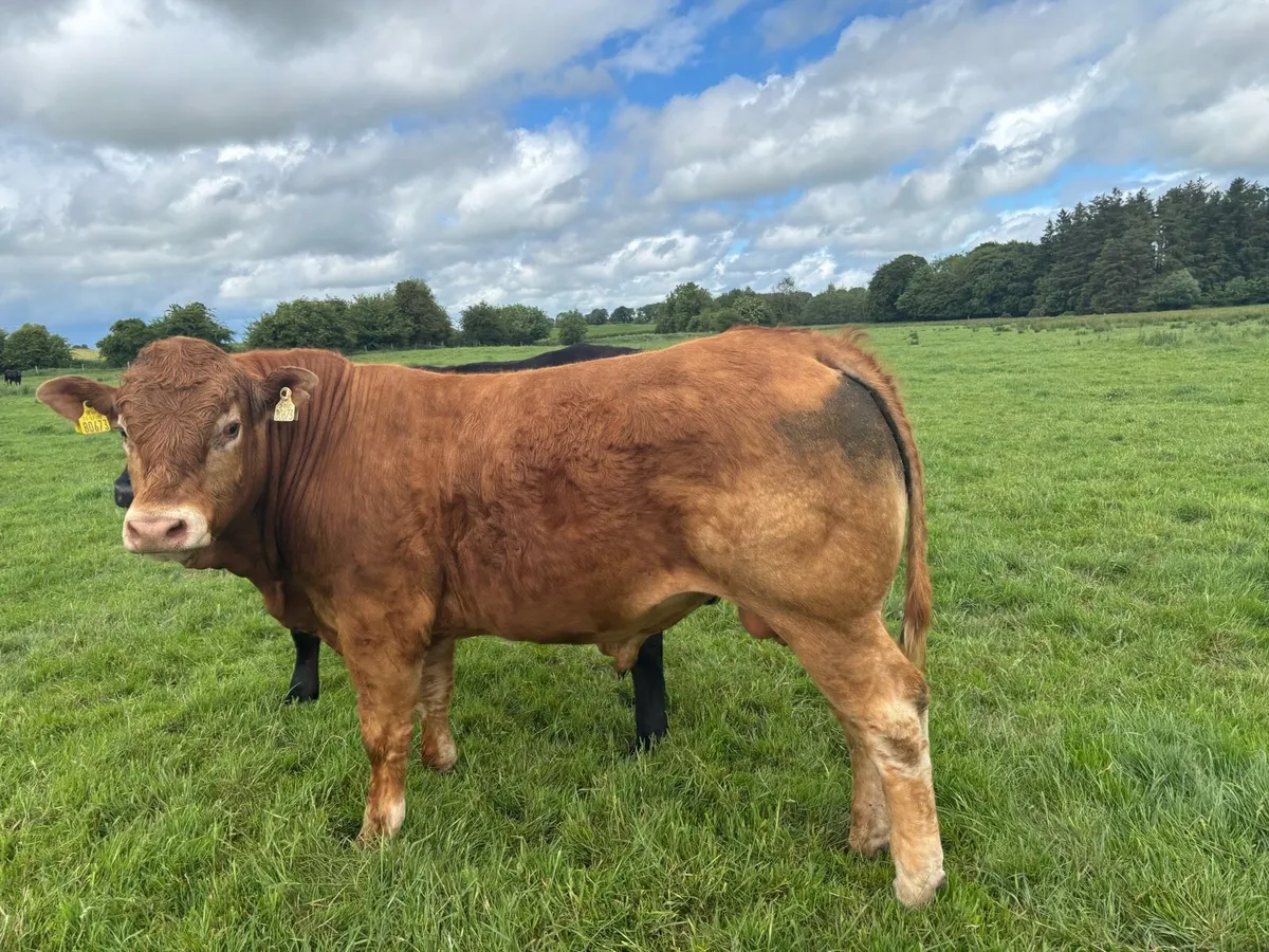 Super 5 star limousin bull - Image 2