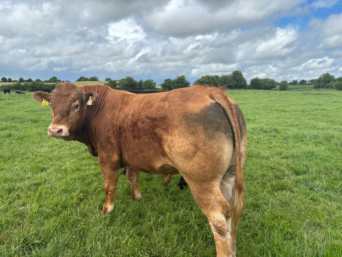 Super 5 star limousin bull - Image 4