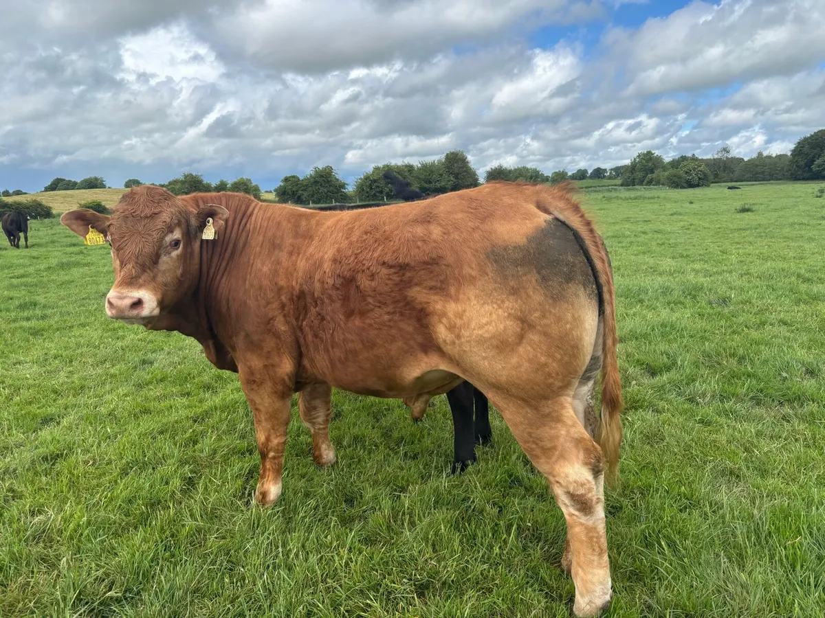 Super 5 star limousin bull - Image 3