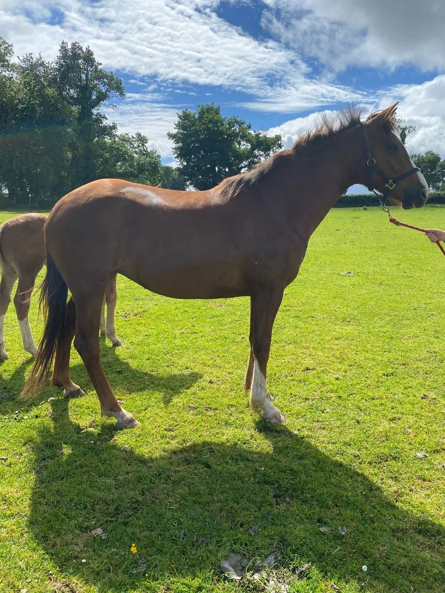 3 year old RID filly - Image 3