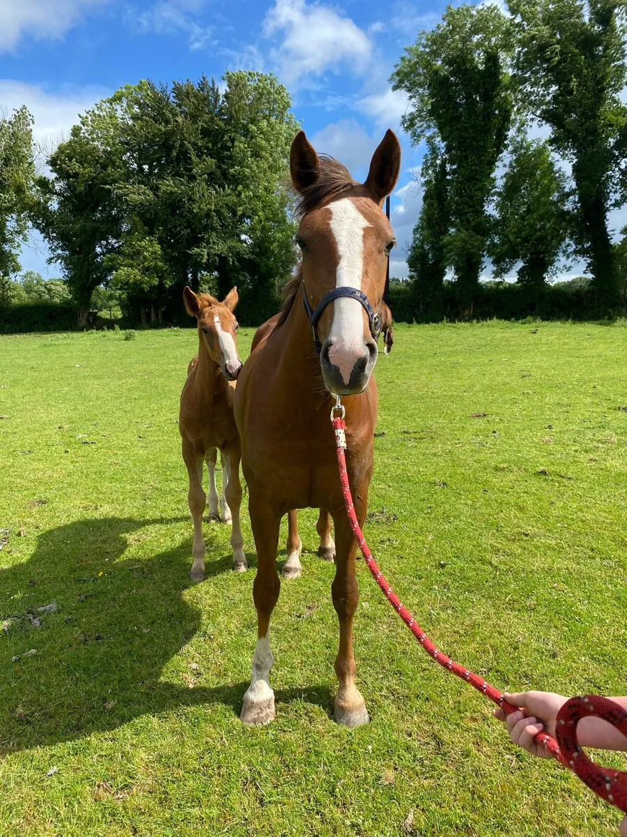 3 year old RID filly - Image 4