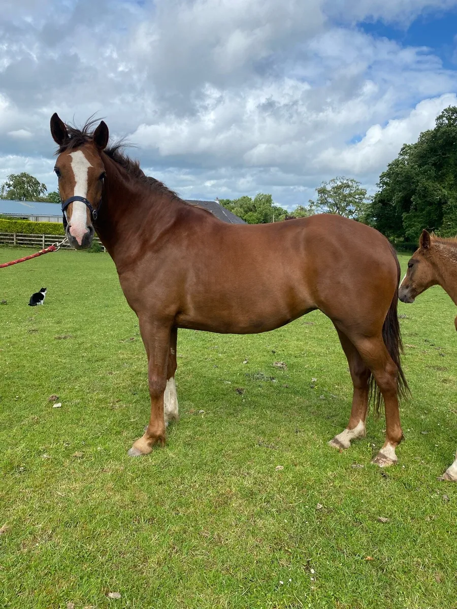 3 year old RID filly - Image 1