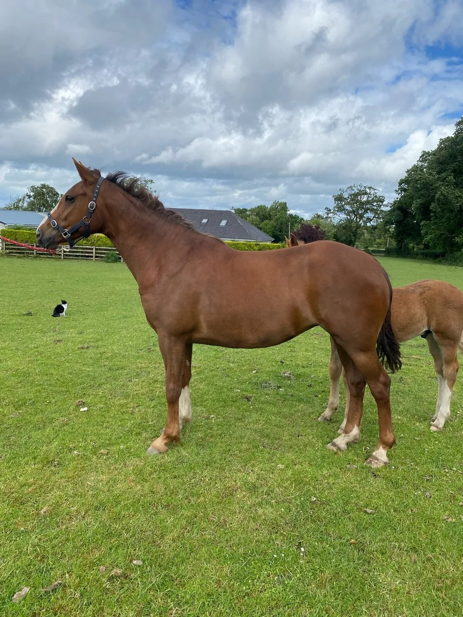 3 year old RID filly - Image 2