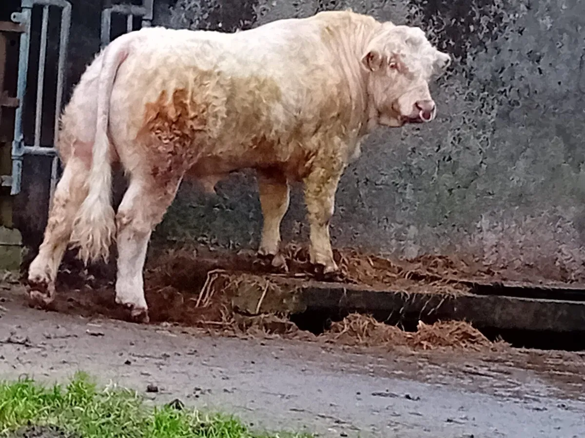 "Some bull" - Image 1