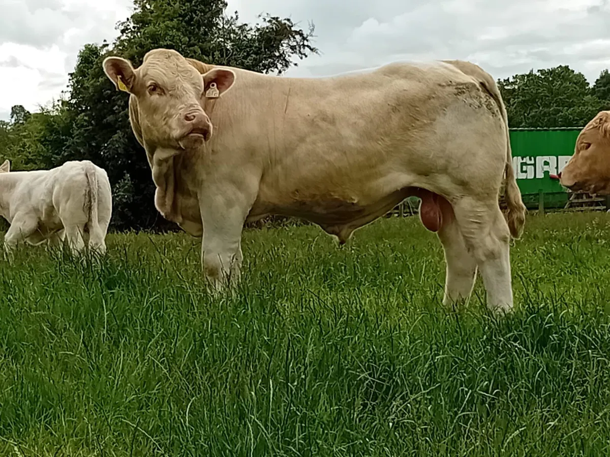 "Some bull" - Image 2