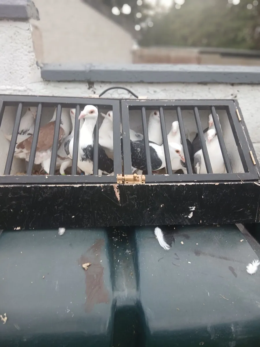 Shield saddle back racing pigeons. - Image 3