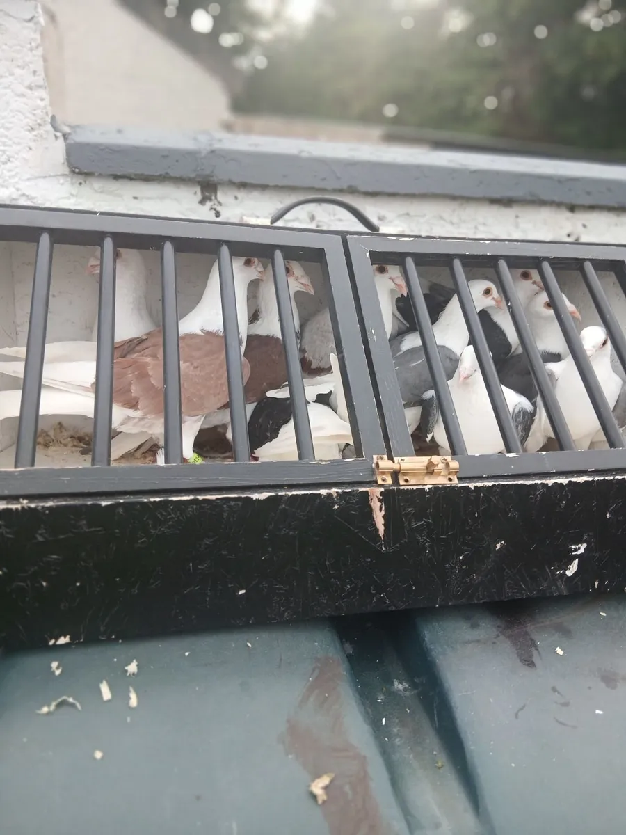 Shield saddle back racing pigeons. - Image 1