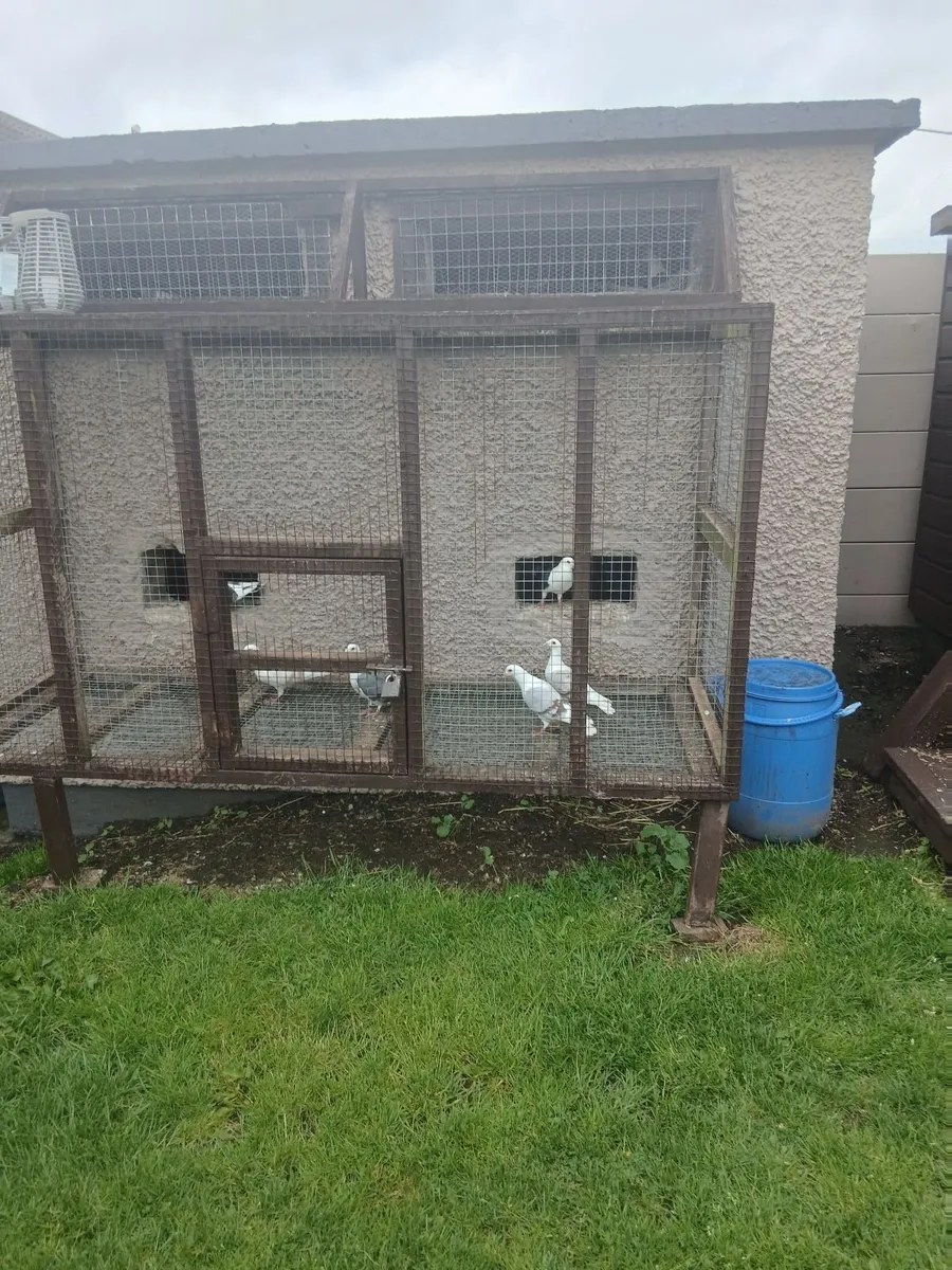 Shield saddle back racing pigeons. - Image 2