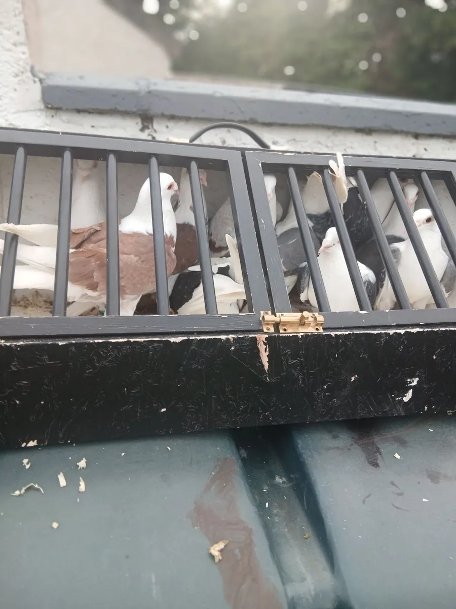 Shield saddle back racing pigeons. - Image 4